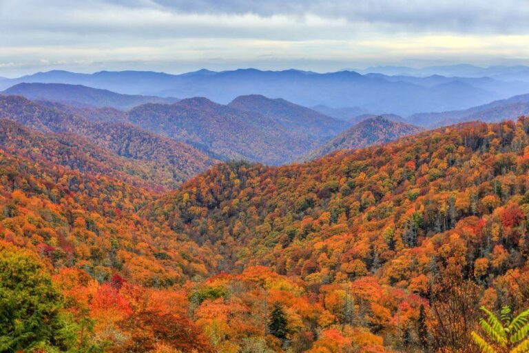 Tennessee Fall Foliage Creates UnbeLEAFable Views! CCI Research
